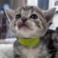 Enlarge Glory, a Adoptable American Shorthair in Donalsonville, GA image 3/3