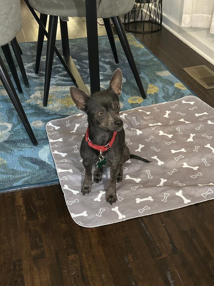 Esme, Adoptable, Young Female Chihuahua.