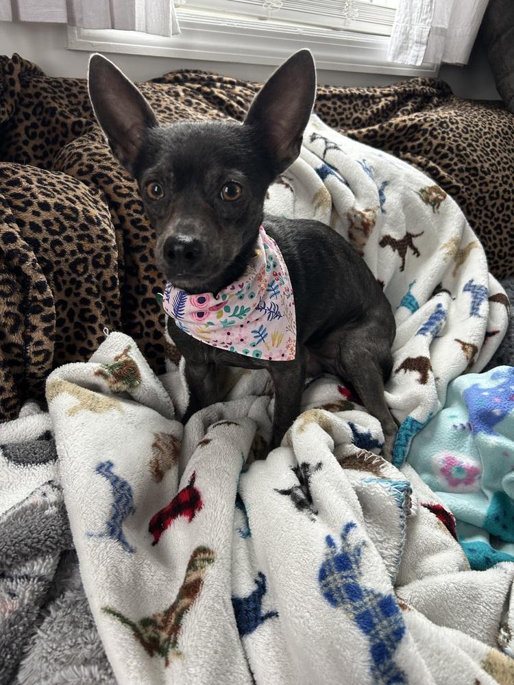 Enlarge Esme, a Adoptable mixed breed in Willingboro, NJ image 4/6