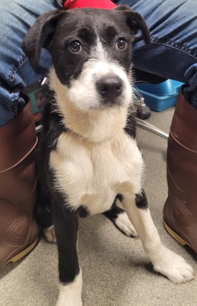 Enlarge Carly, a Adoptable mixed breed in Hopkinsville, KY image 1/2