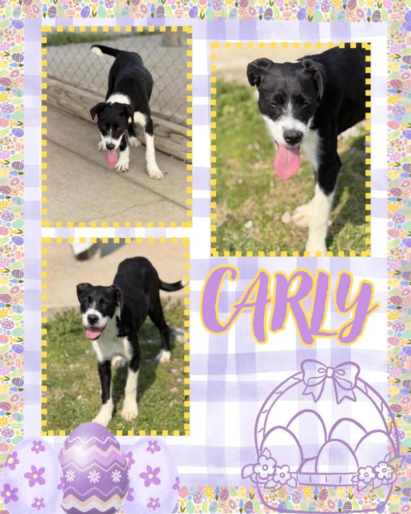 Enlarge Carly, a Adoptable mixed breed in Hopkinsville, KY image 2/2