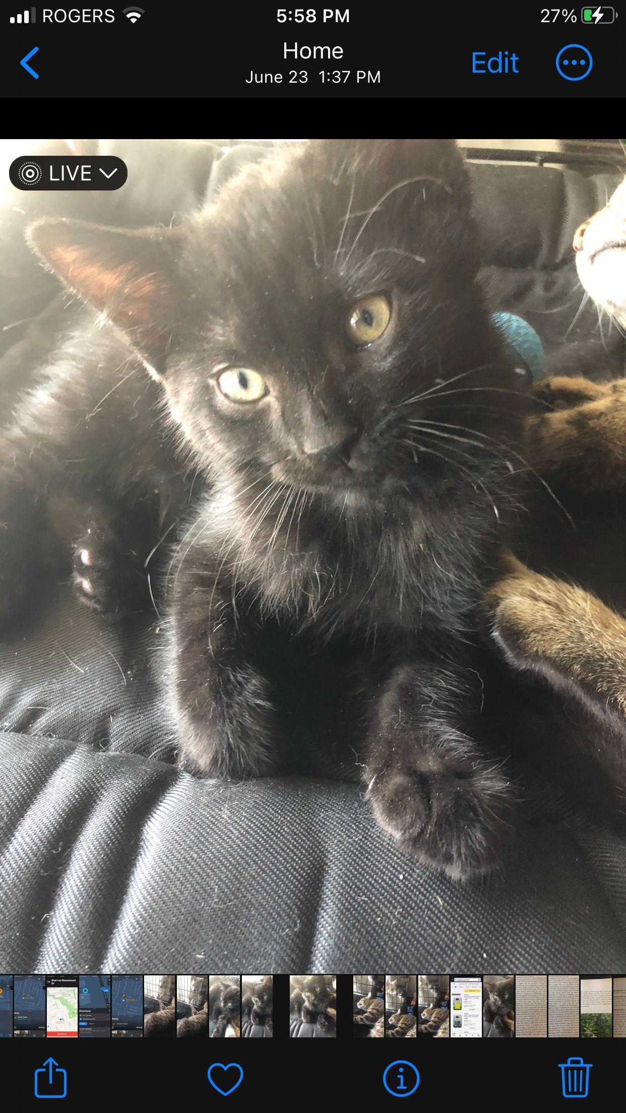 Lynx, Adoptable, Kitten Male Siamese.