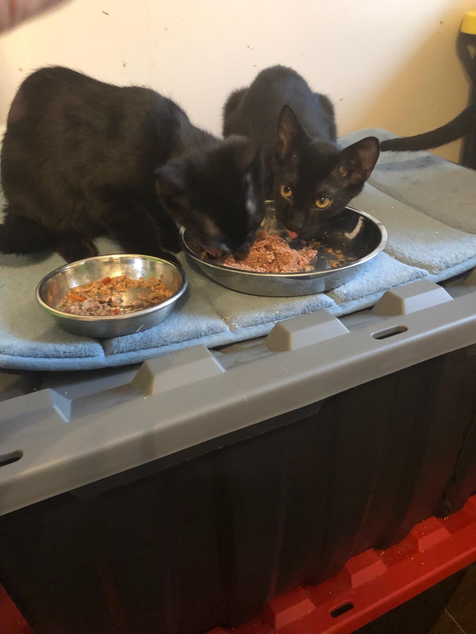 Enlarge Lynx, a Adoptable mixed breed in Scarborough, ON image 2/5