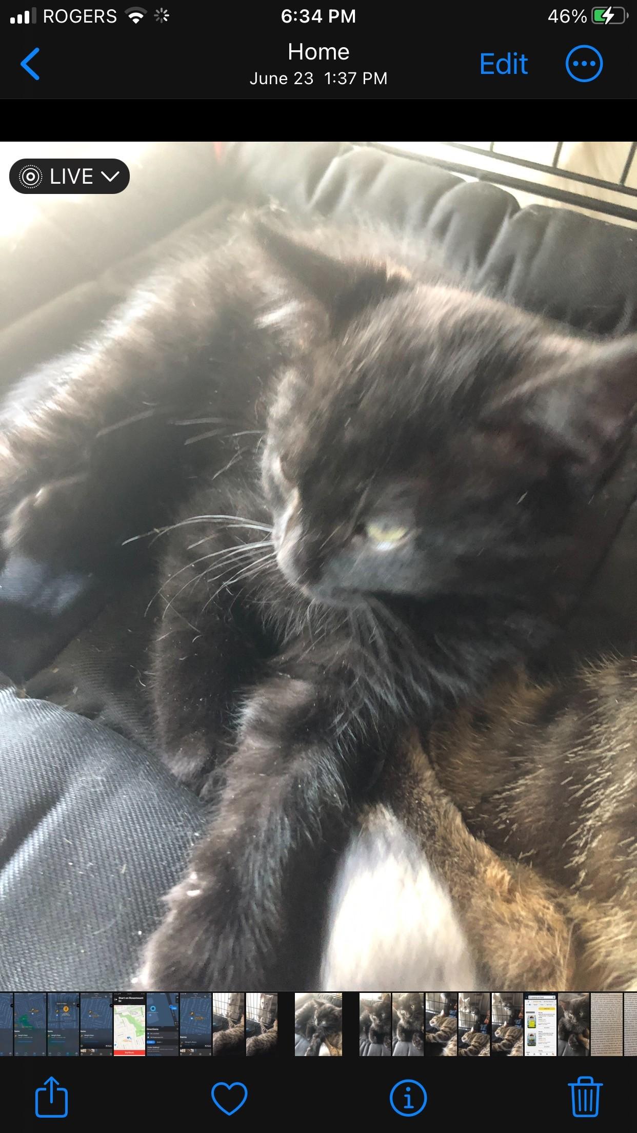 Enlarge Lynx, a Adoptable mixed breed in Scarborough, ON image 3/5