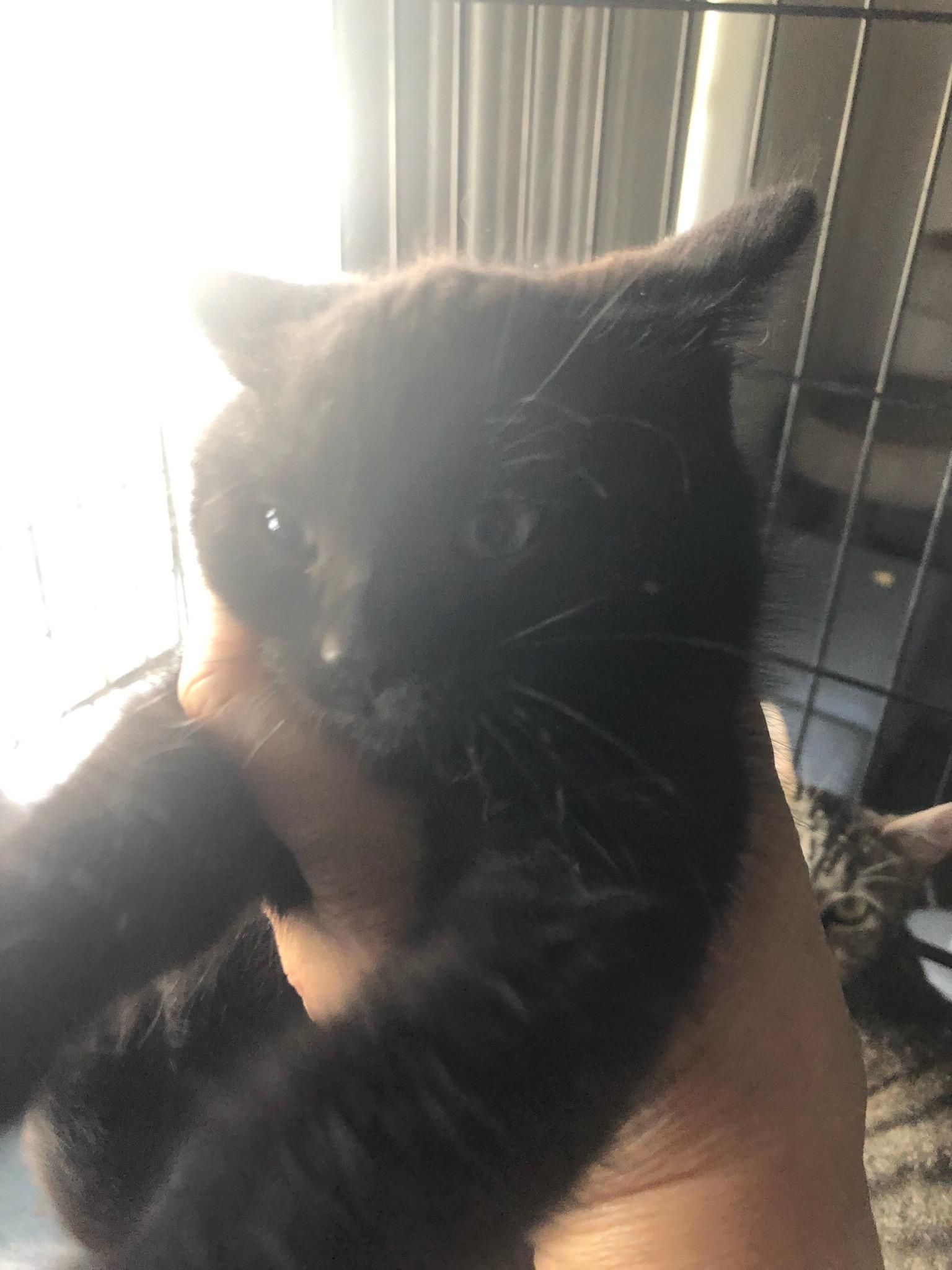 Enlarge Lynx, a Adoptable mixed breed in Scarborough, ON image 4/5