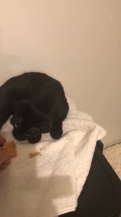 Enlarge Lynx, a Adoptable mixed breed in Scarborough, ON video 5/5