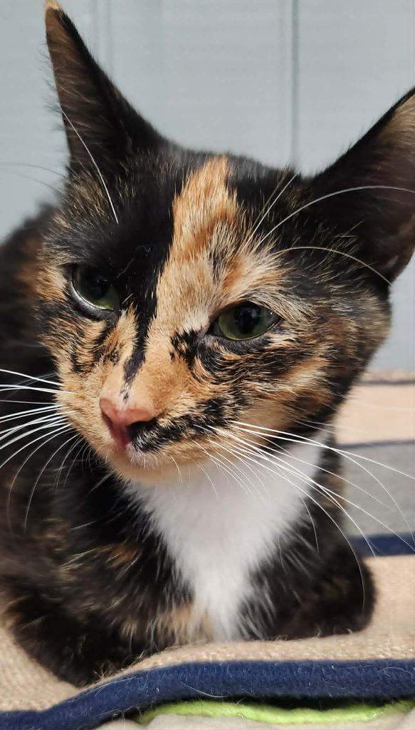 Enlarge Venus, a Adoptable mixed breed in Warren, MI image 2/6