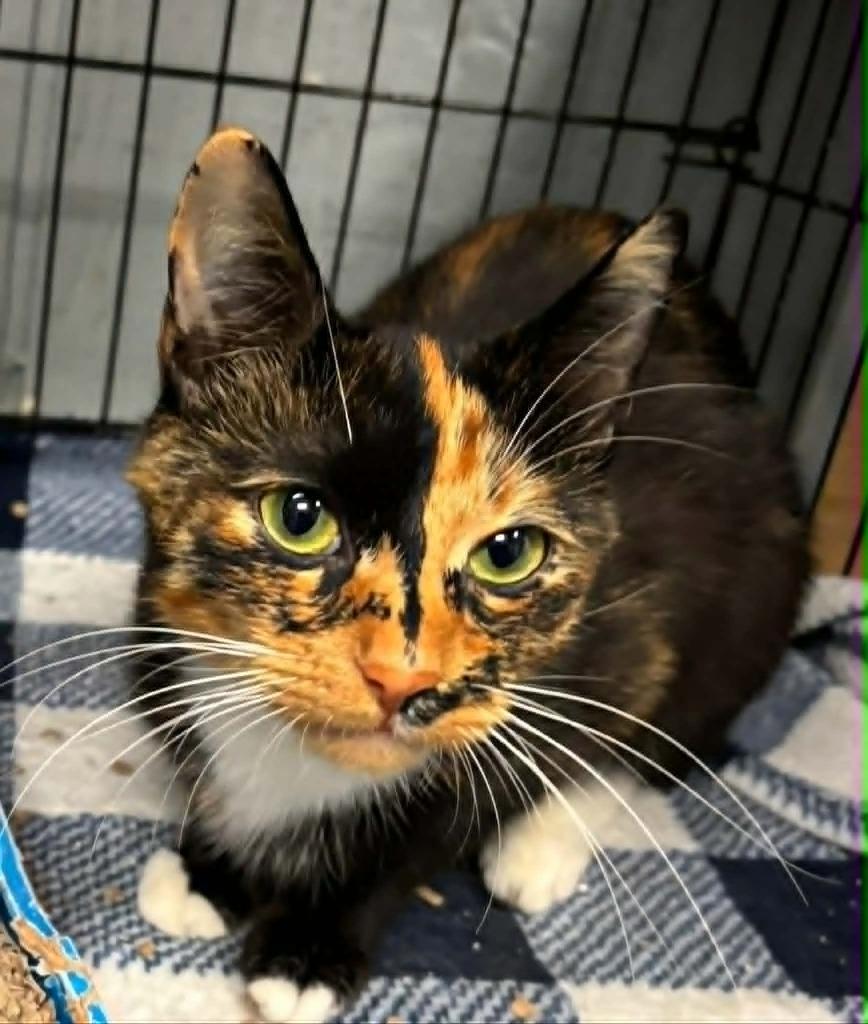 Enlarge Venus, a Adoptable mixed breed in Warren, MI image 3/6