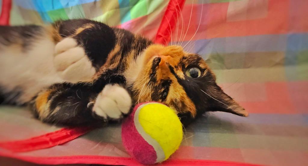 Enlarge Venus, a Adoptable mixed breed in Warren, MI image 4/6
