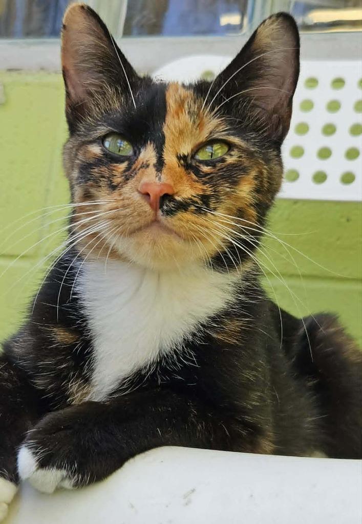 Enlarge Venus, a Adoptable mixed breed in Warren, MI image 1/6