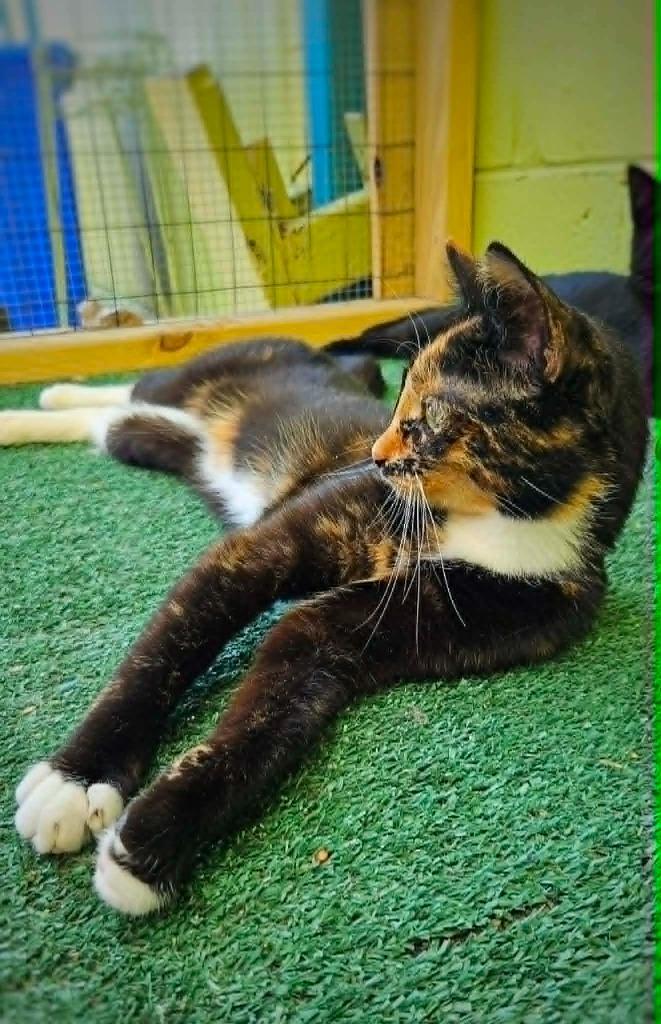 Enlarge Venus, a Adoptable mixed breed in Warren, MI image 5/6