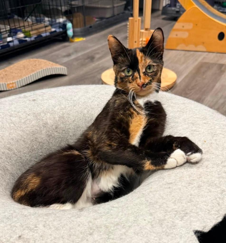 Enlarge Venus, a Adoptable mixed breed in Warren, MI image 6/6