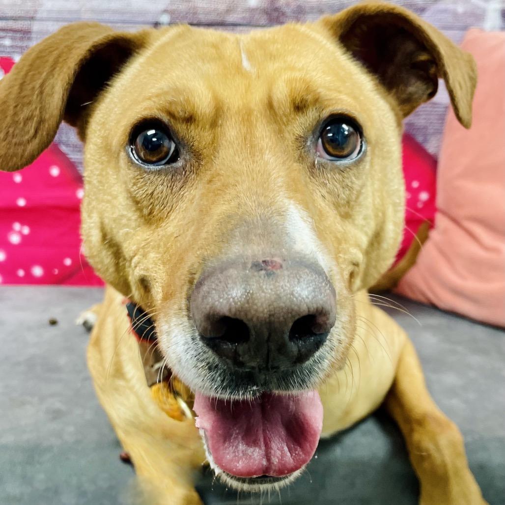 Enlarge Benji, a Adoptable Labrador Retriever in Lebanon, MO image 1/5