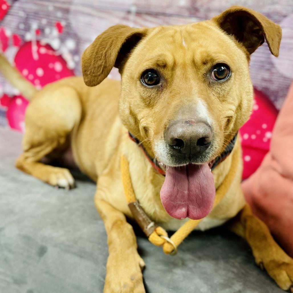 Enlarge Benji, a Adoptable Labrador Retriever in Lebanon, MO image 5/5