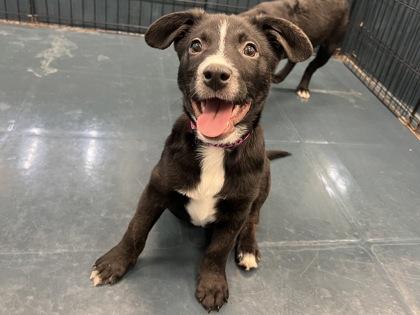 Electra, Adoptable, Puppy Female Labrador Retriever & Mixed Breed.