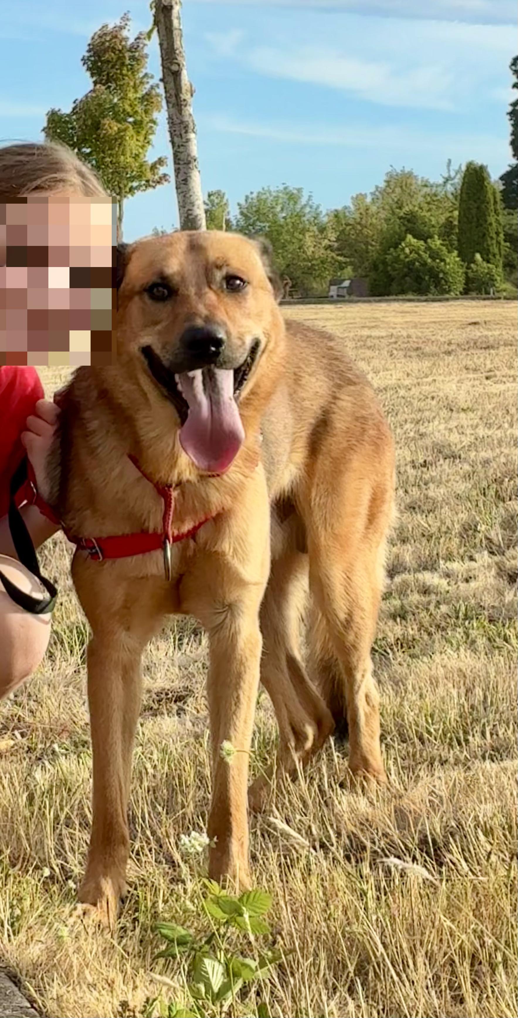 Enlarge Yogi, an adoptable mixed breed in Cascadia, OR image 2/6