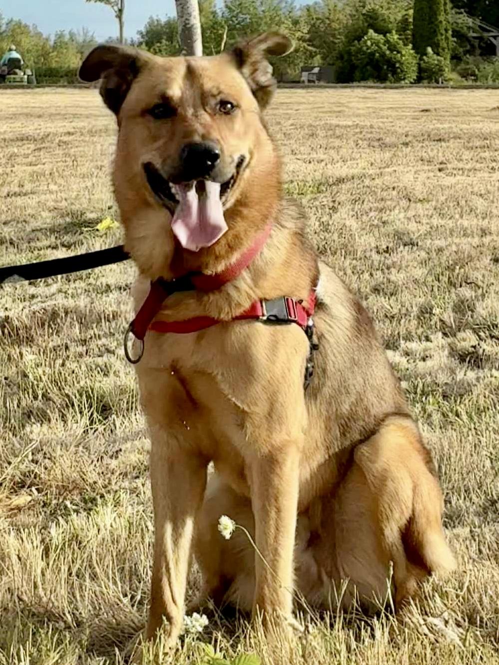 Enlarge Yogi, an adoptable mixed breed in Cascadia, OR image 3/6