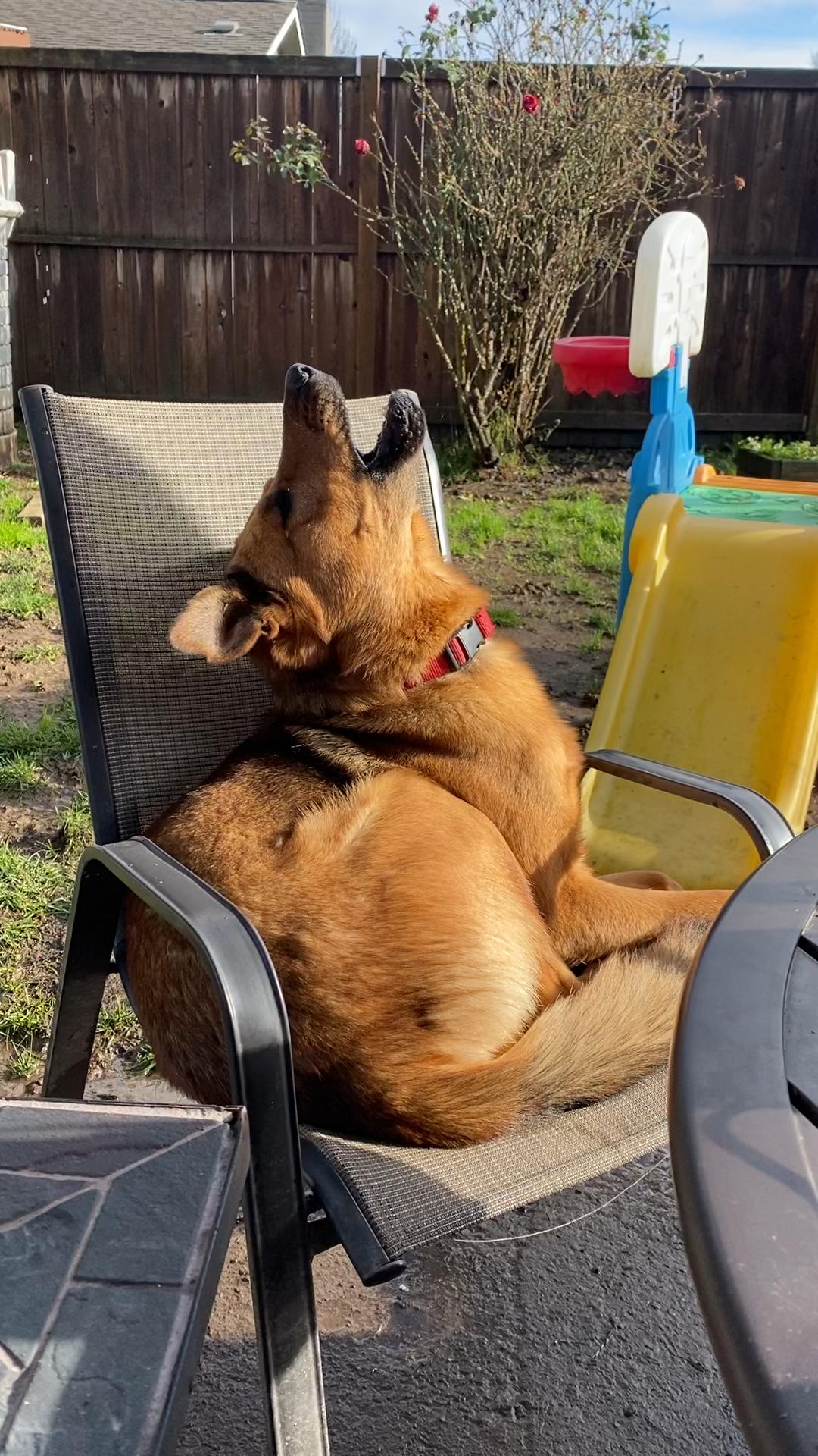 Yogi, adoptable, Young Male Shepherd & Carolina Dog.