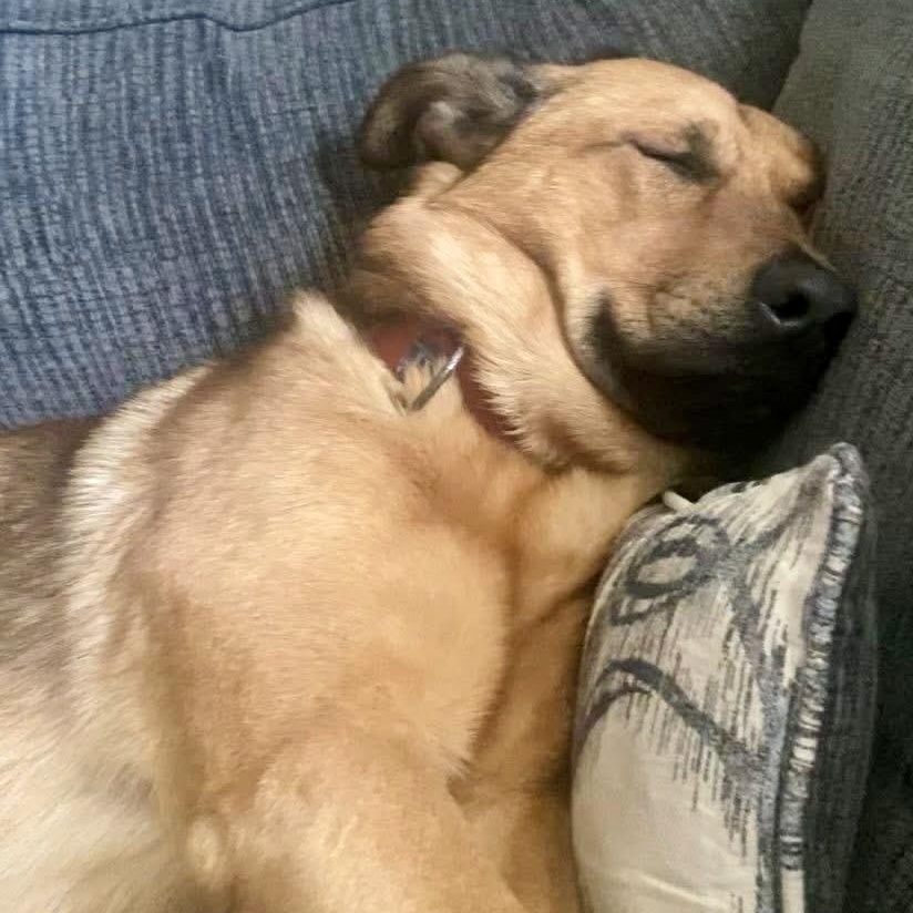 Enlarge Yogi, an adoptable mixed breed in Cascadia, OR image 4/6