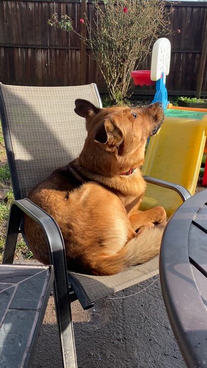 Enlarge Yogi, an adoptable mixed breed in Cascadia, OR video 6/6