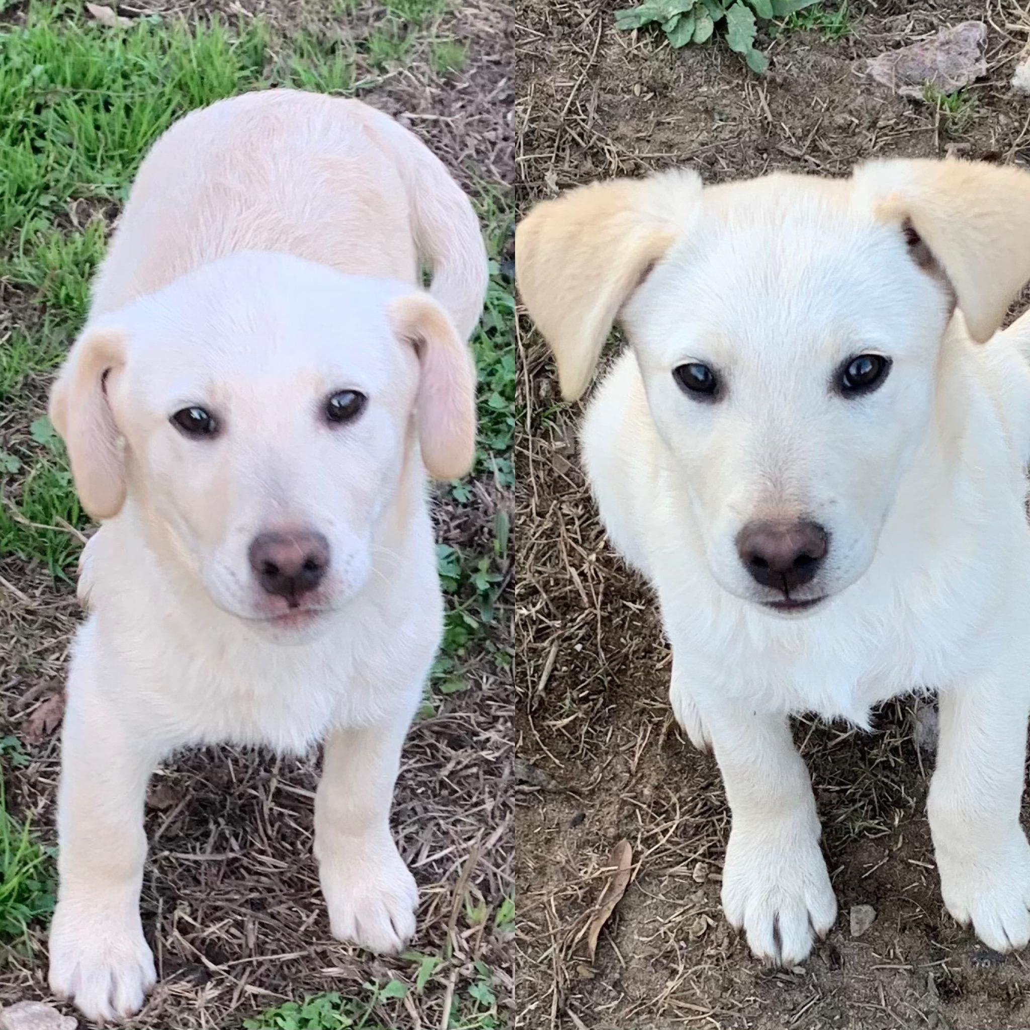 Enlarge Wesson, a Adoptable mixed breed in Westport, CT image 2/4