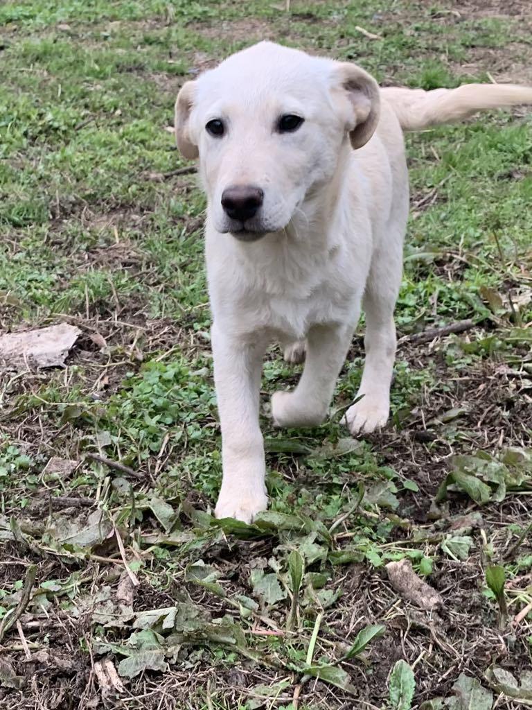 Enlarge Wesson, a Adoptable mixed breed in Westport, CT image 3/4