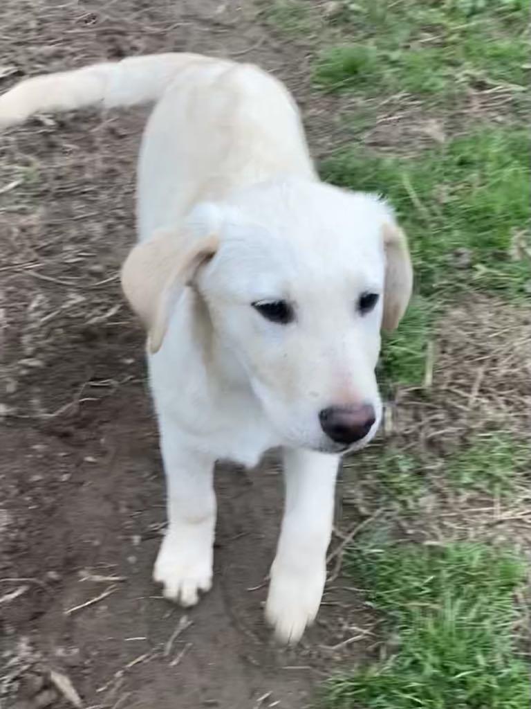 Enlarge Wesson, a Adoptable mixed breed in Westport, CT image 4/4