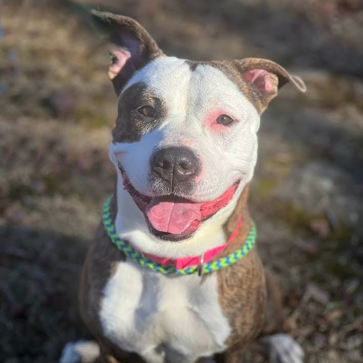 Roxy