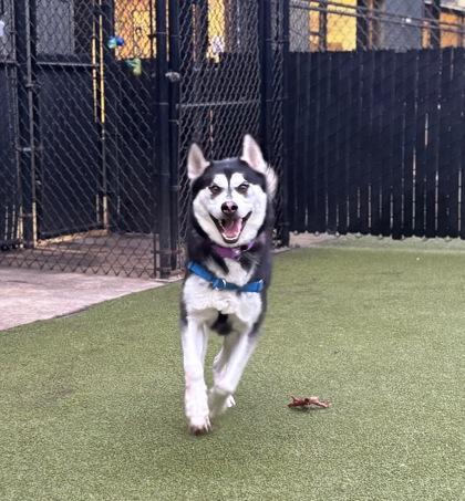 Enlarge Harley, a Adoptable mixed breed in Bellevue, WA image 3/6