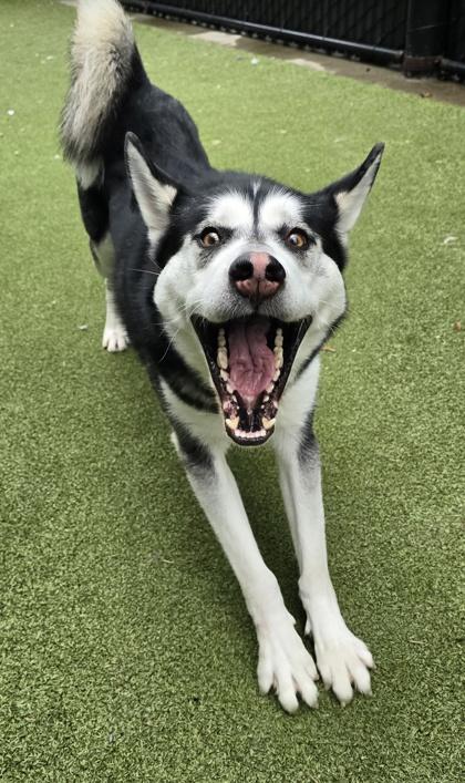 Enlarge Harley, a Adoptable mixed breed in Bellevue, WA image 4/6