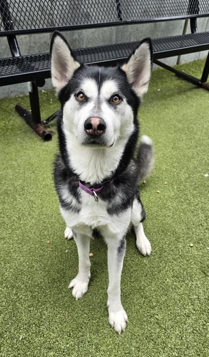 Enlarge Harley, a Adoptable mixed breed in Bellevue, WA image 5/6