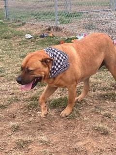 Enlarge Stetson, a ADOPTABLE Mountain Cur in Manchester, CT image 5/6