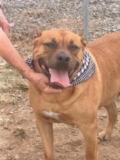 Enlarge Stetson, a ADOPTABLE Mountain Cur in Manchester, CT image 3/6