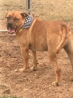 Enlarge Stetson, a ADOPTABLE Mountain Cur in Manchester, CT image 2/6