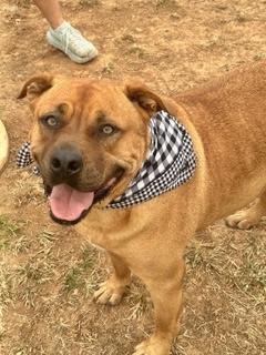 Enlarge Stetson, a ADOPTABLE Mountain Cur in Manchester, CT image 1/6