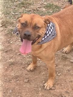 Enlarge Stetson, a ADOPTABLE Mountain Cur in Manchester, CT image 4/6