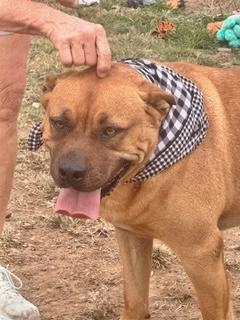 Enlarge Stetson, a ADOPTABLE Mountain Cur in Manchester, CT image 6/6