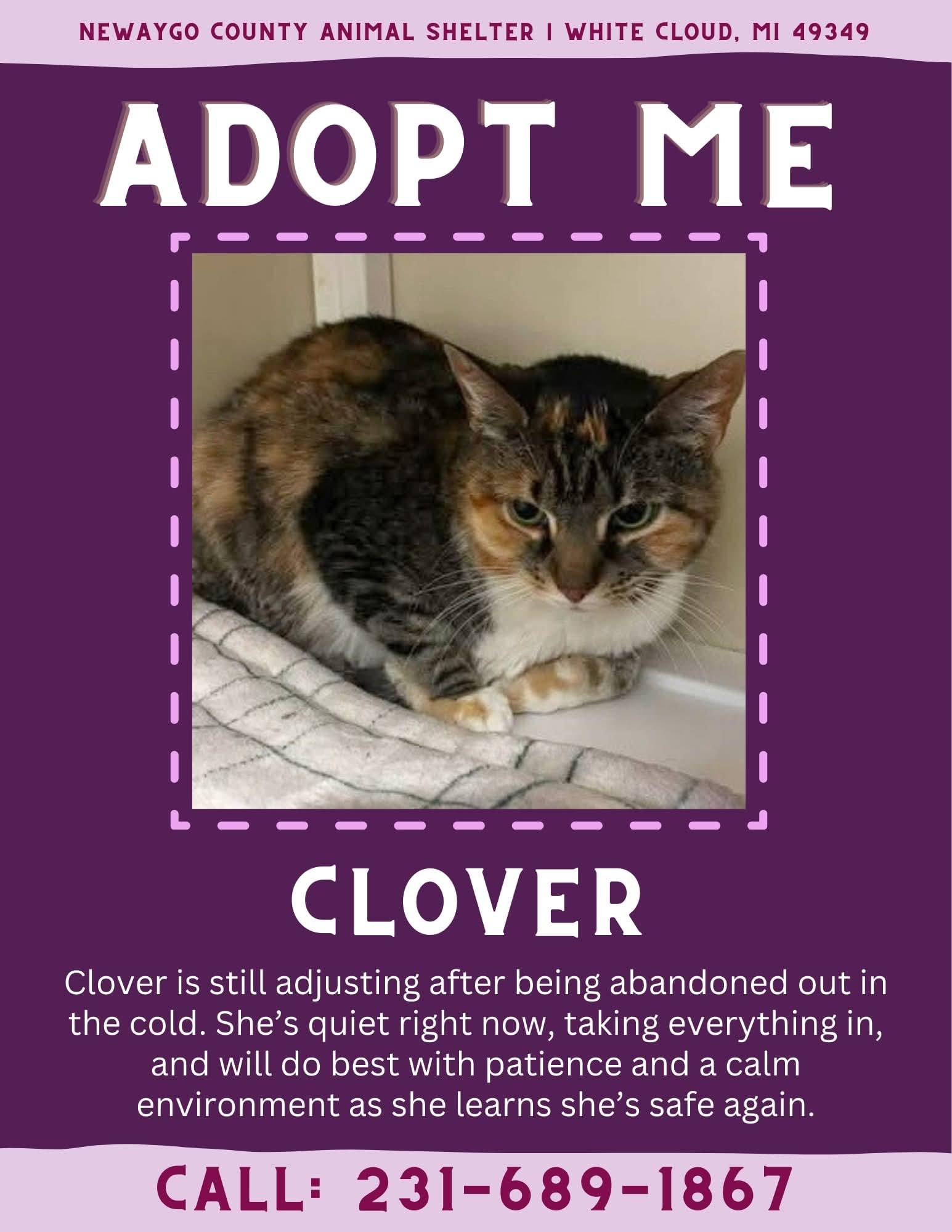 Clover, ADOPTABLE, Adult Female Domestic Short Hair.