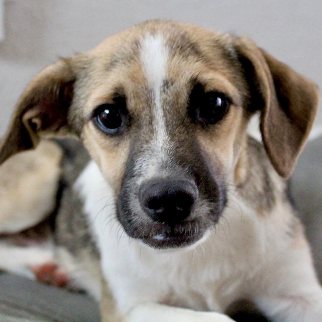 Enlarge Mr. Friendly Duke, a Adoptable mixed breed in Vancouver, BC image 3/6