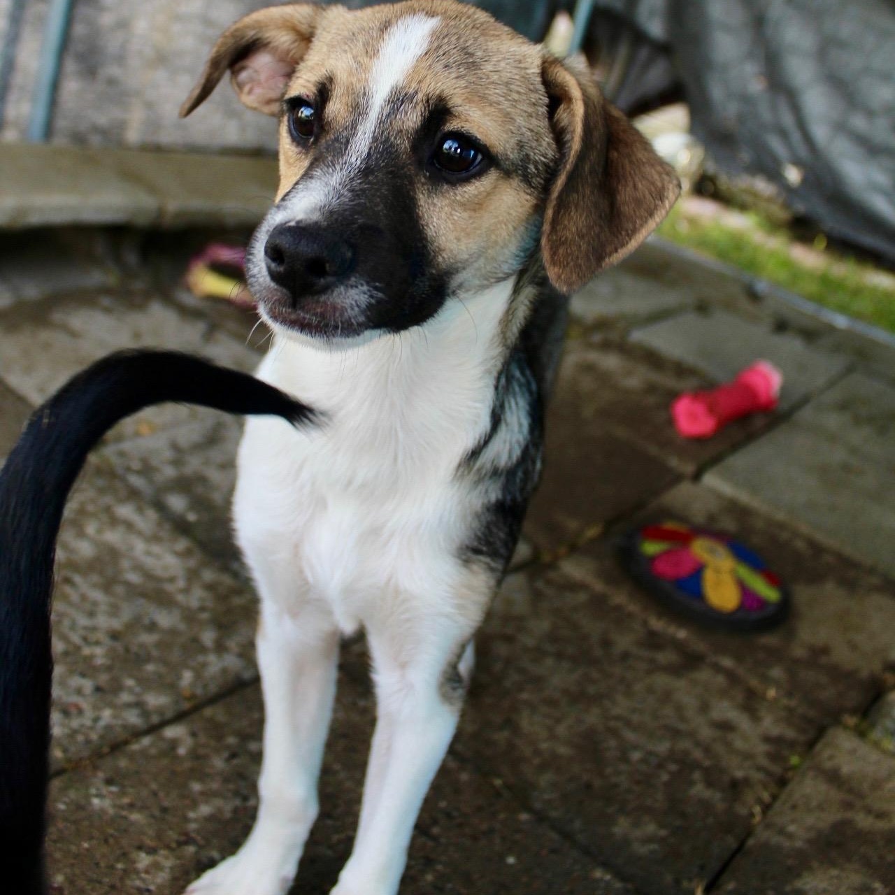 Enlarge Mr. Friendly Duke, a Adoptable mixed breed in Vancouver, BC image 1/6