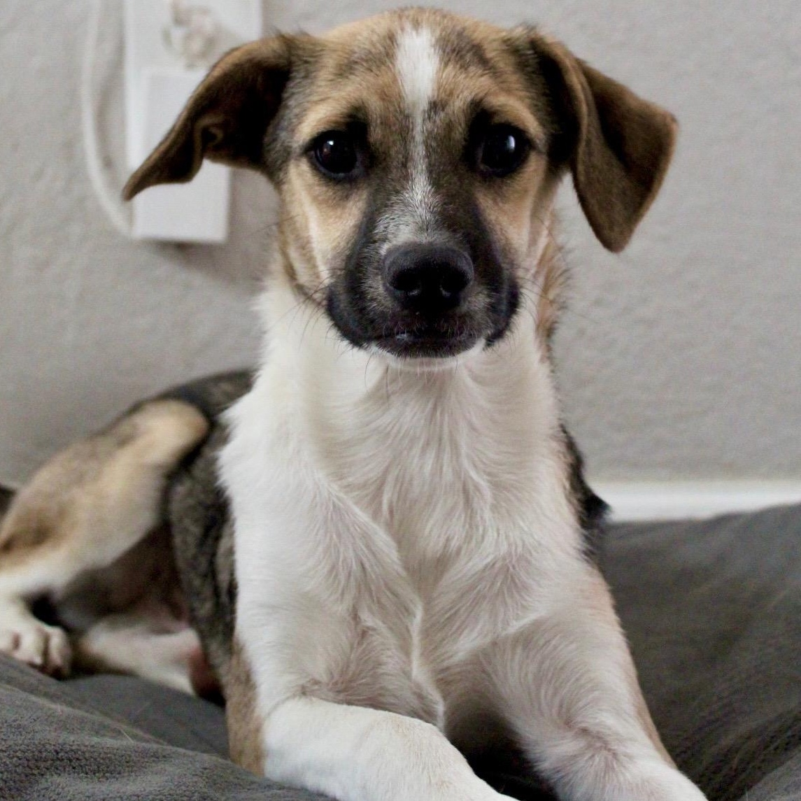 Enlarge Mr. Friendly Duke, a Adoptable mixed breed in Vancouver, BC image 2/6
