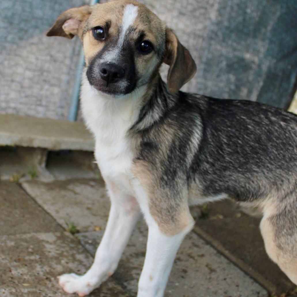 Enlarge Mr. Friendly Duke, a Adoptable mixed breed in Vancouver, BC image 6/6