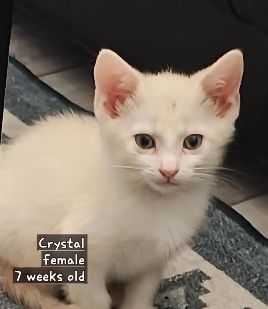 Enlarge Crystal, a Adopted mixed breed in Tampa, FL image 1/1