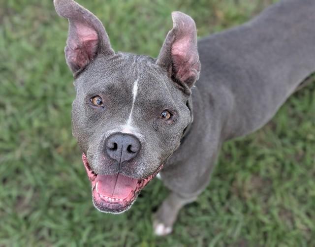 ELLIE MAE, Adoptable, Adult Female Staffordshire Bull Terrier.