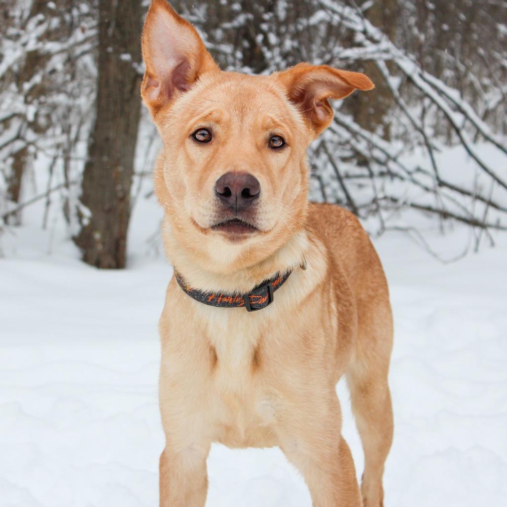 Blitzen 180, Adoptable, Young Male Golden Retriever & Yellow Labrador Retriever.