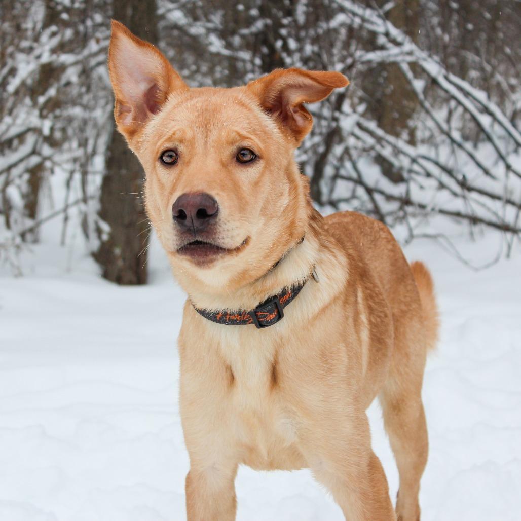 Blitzen 180, a Adoptable mixed breed in Canastota, NY image 2/4