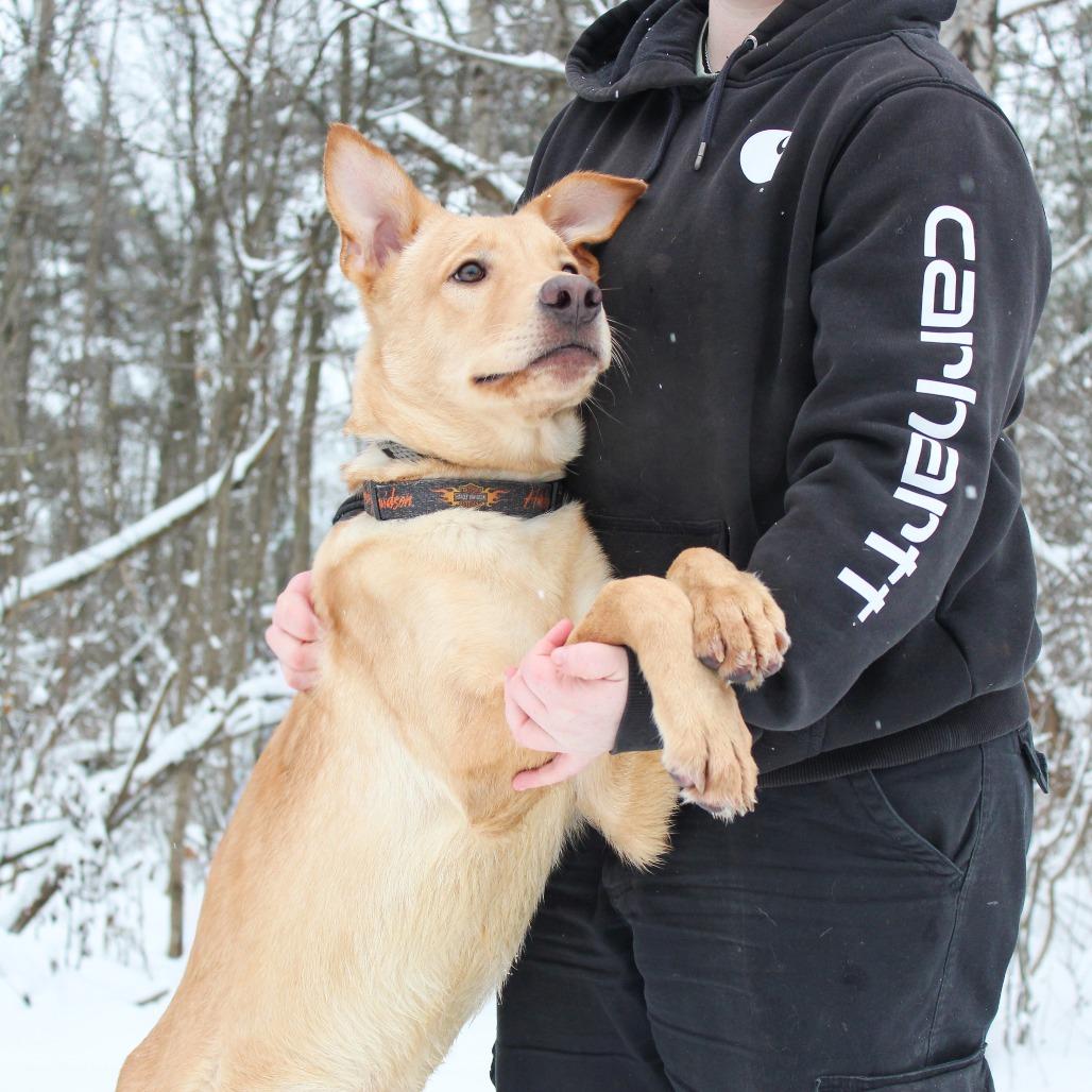 Blitzen 180, a Adoptable mixed breed in Canastota, NY image 3/4