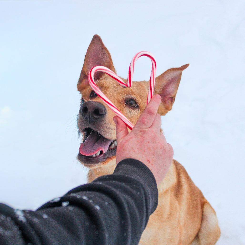 Blitzen 180, a Adoptable mixed breed in Canastota, NY image 4/4