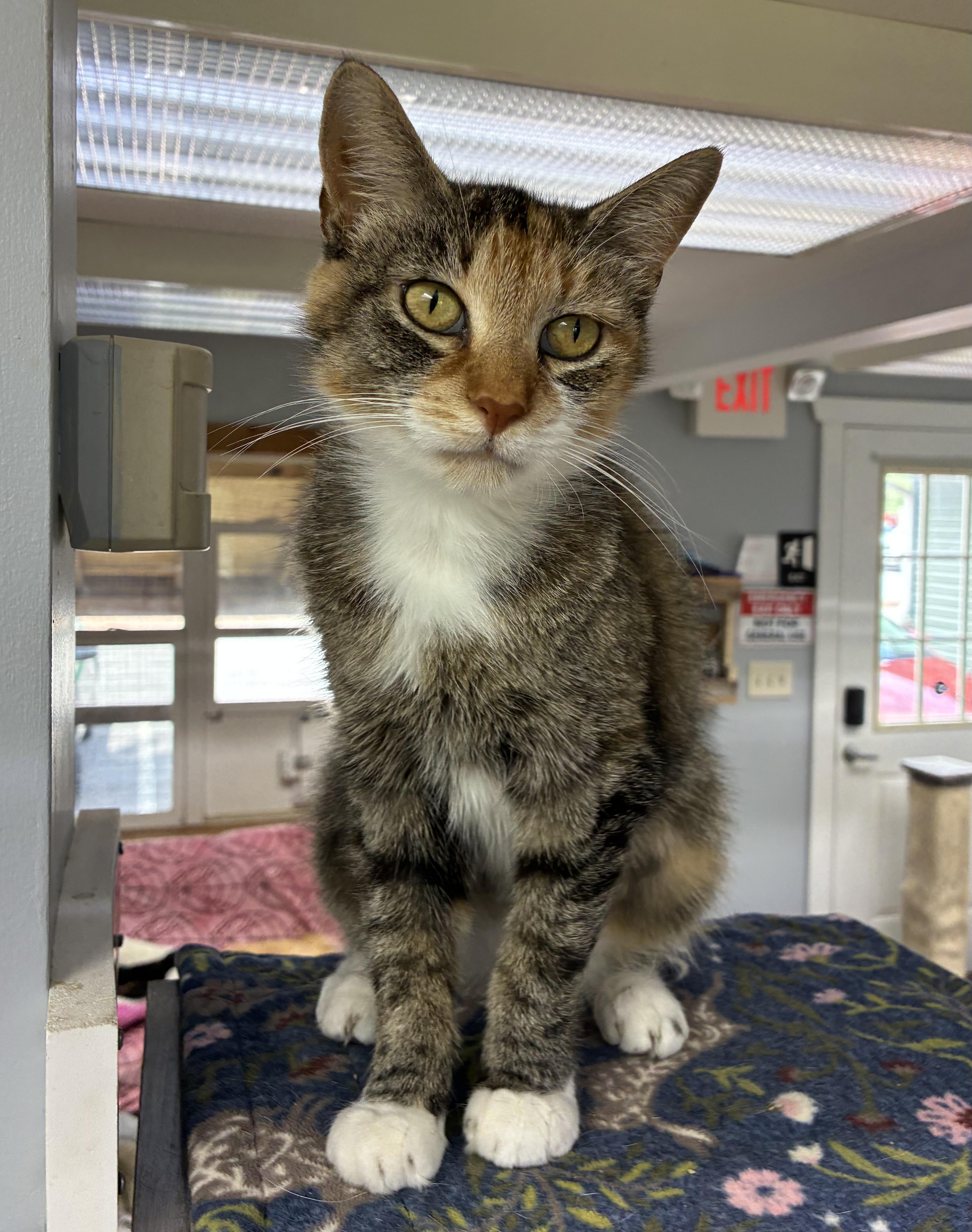 Enlarge Honey, a ADOPTABLE Domestic Short Hair in Breinigsville, PA image 1/1