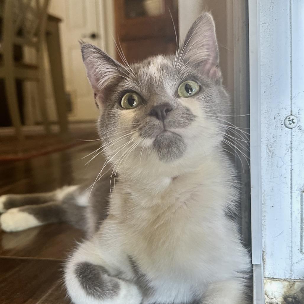 Enlarge Tina, a Adoptable Domestic Short Hair in Reisterstown, MD image 1/6